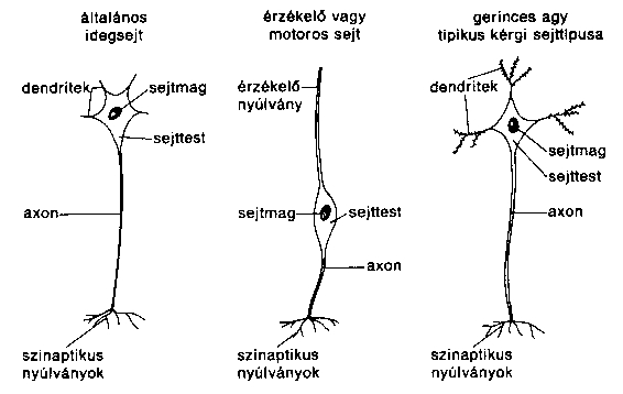 neuronok